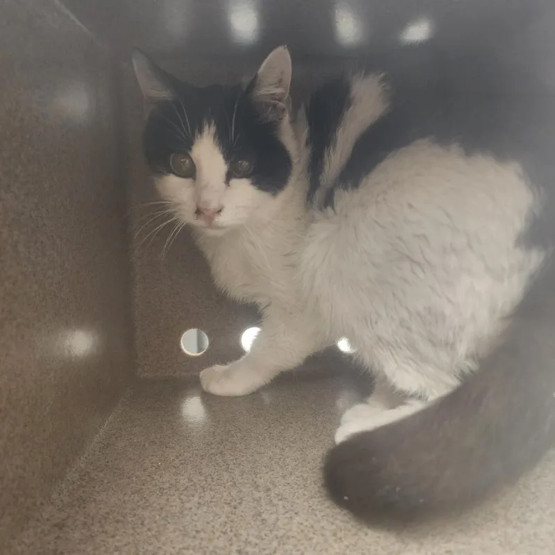 An adult small-sized female White Domestic Short Hair cat named Daphne for adoption in Evensville, TN