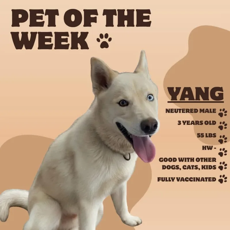 Yang