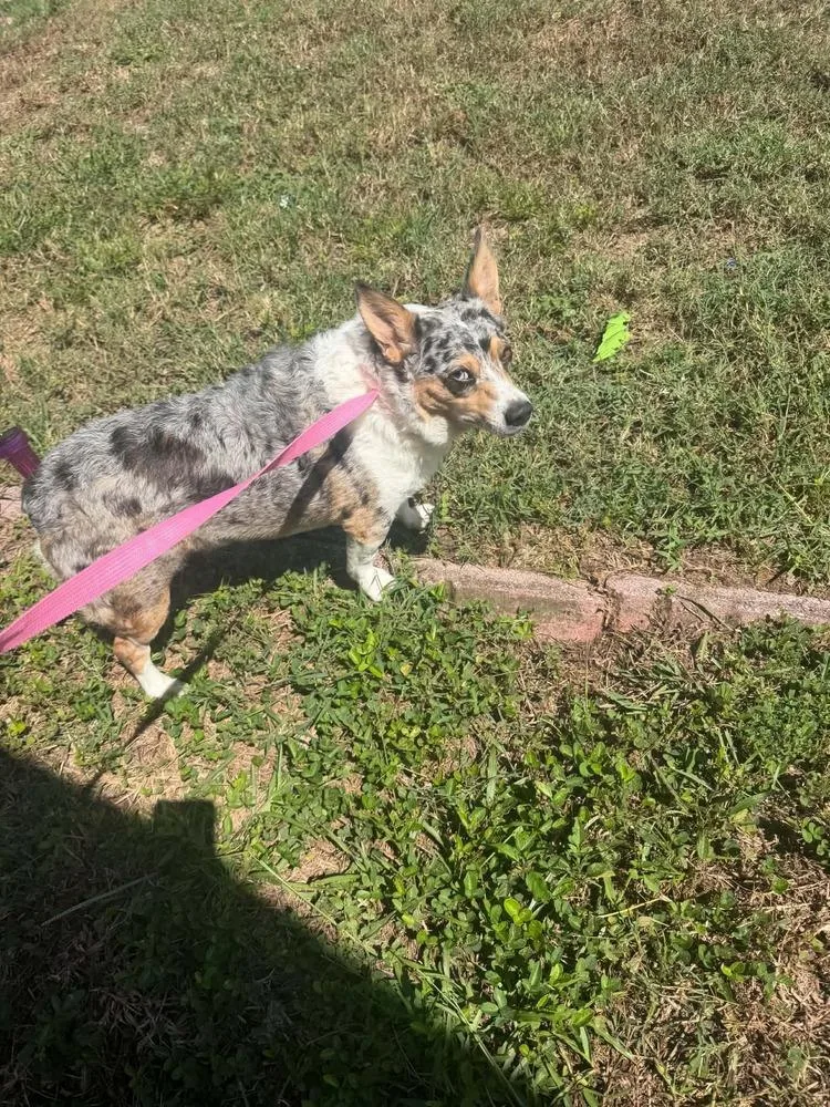 An adult medium-sized male Merle (Blue) Corgi dog named Chunky Monkey for adoption in Orlando, FL