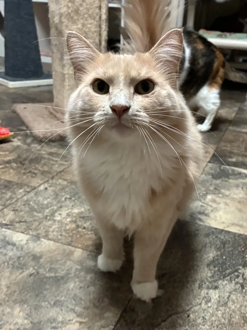 An adult medium-sized female Buff / Tan / Fawn Domestic Long Hair cat named Bisque for adoption in Breinigsville, PA
