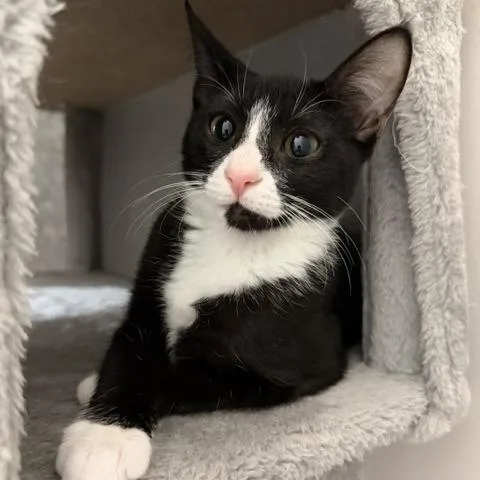A baby small-sized female Black Domestic Short Hair cat named Poppy for adoption in Jupiter, FL