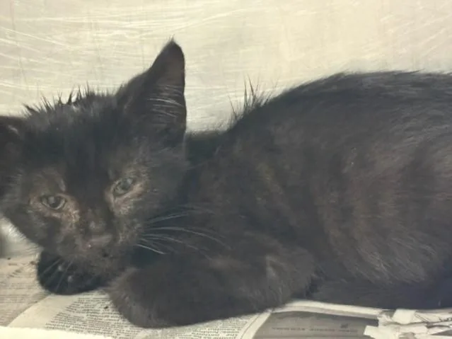 A baby small-sized female Domestic Short Hair cat named Nite for adoption in Chatsworth, CA