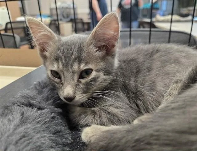A baby small-sized male Domestic Short Hair cat named Corfu for adoption in Martinez, CA