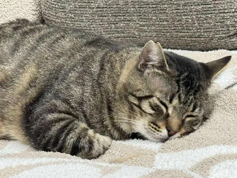 Lennox Avery thumbnail 2