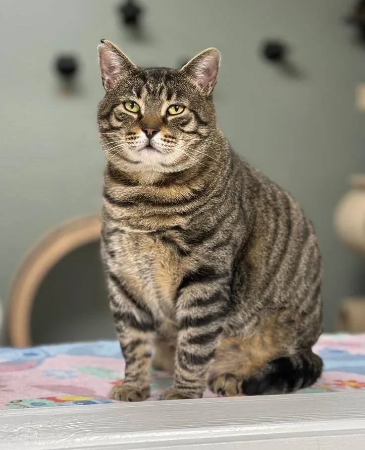 Lennox Avery thumbnail 3