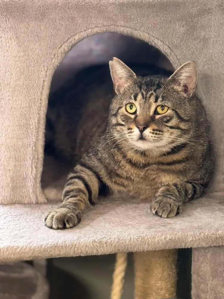 Lennox Avery thumbnail 5