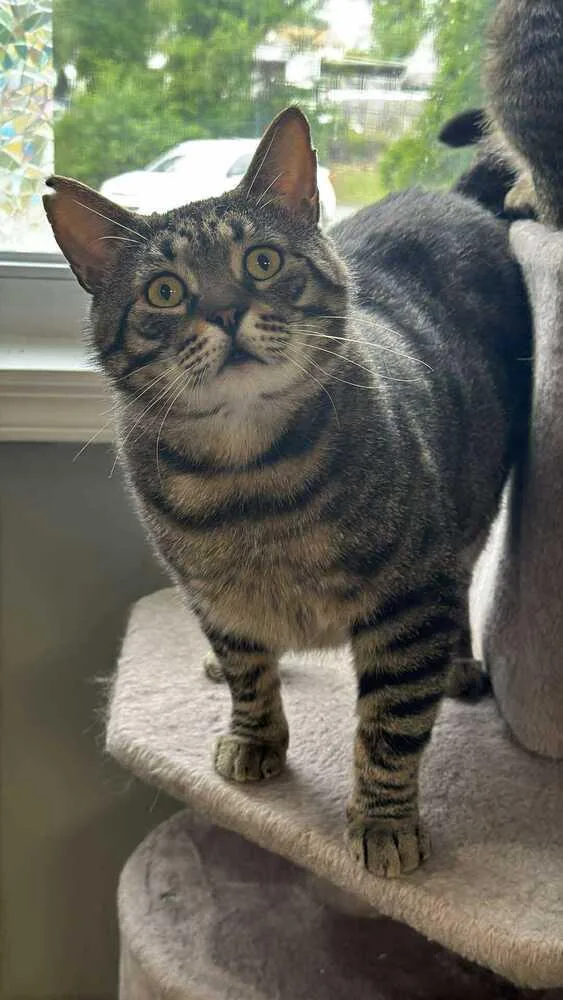 Lennox Avery thumbnail 6