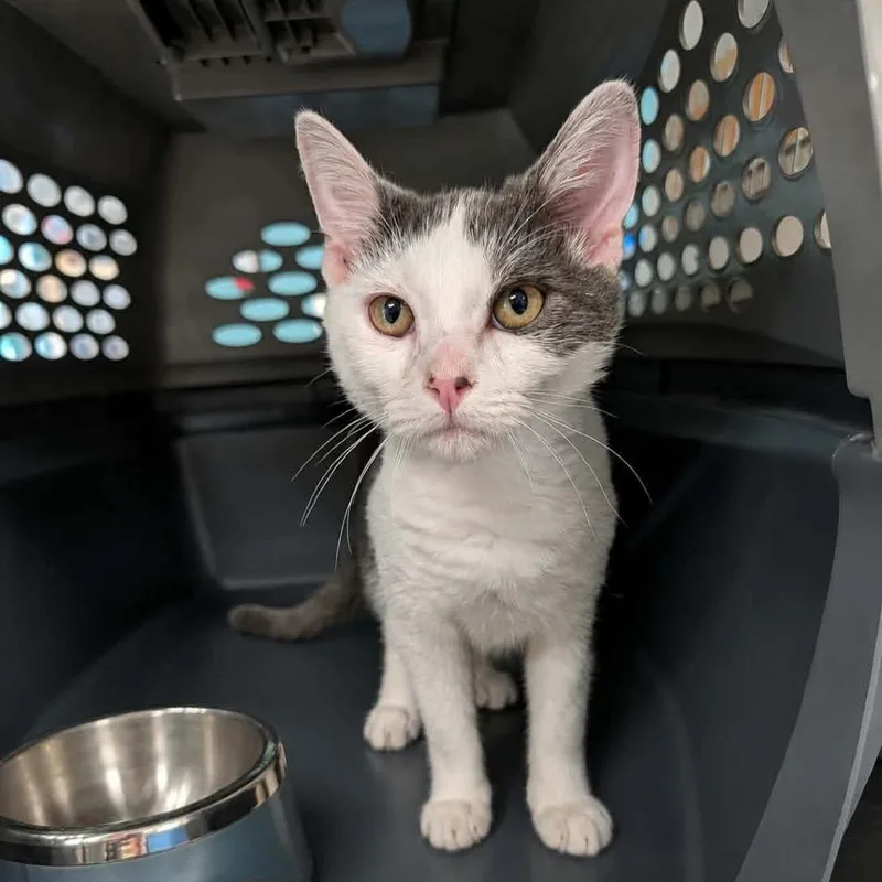 A baby small-sized male Gray / Blue / Silver Domestic Short Hair cat named The Madborn for adoption in Fredericksburg, VA