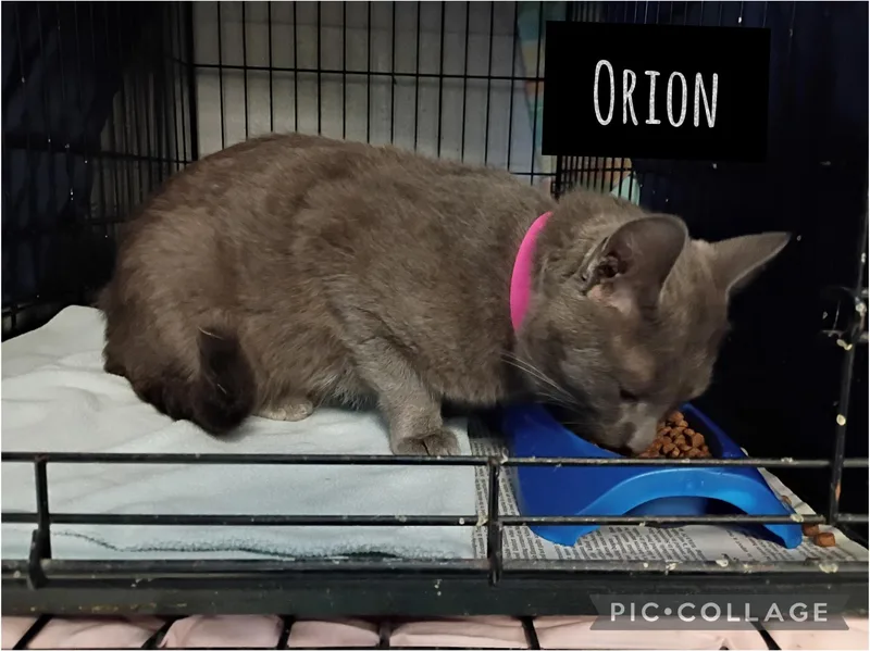An adult medium-sized male Domestic Short Hair cat named Orion for adoption in Muncie, IN