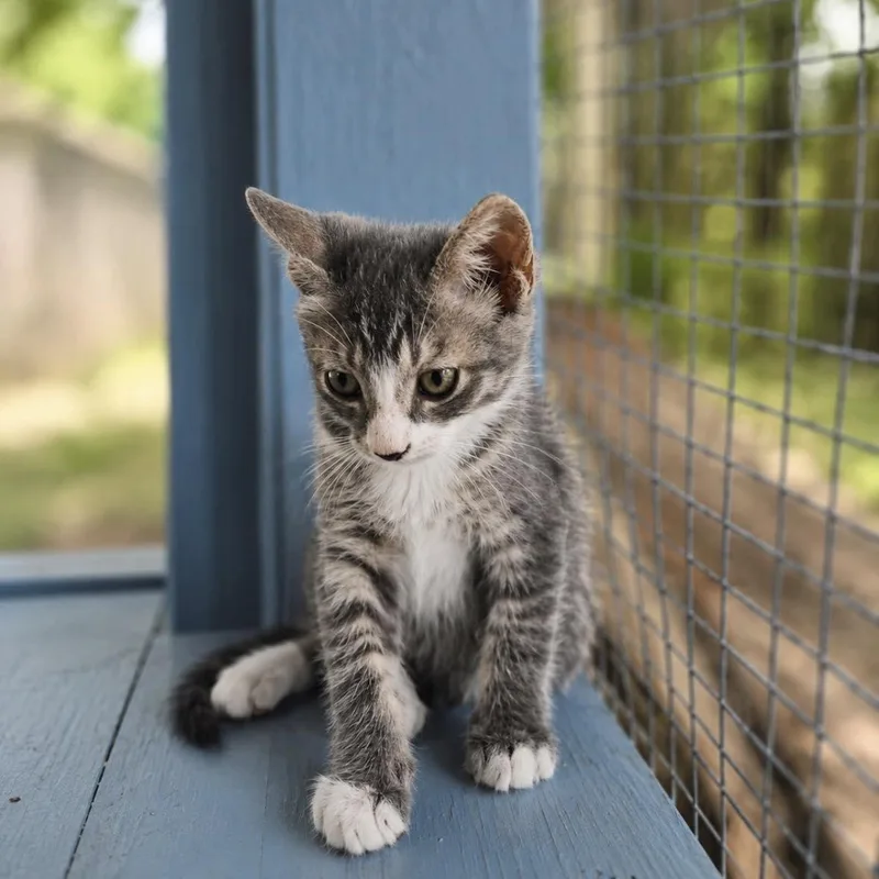 A baby medium-sized female Gray / Blue / Silver Domestic Short Hair cat named Surya for adoption in Houston, TX