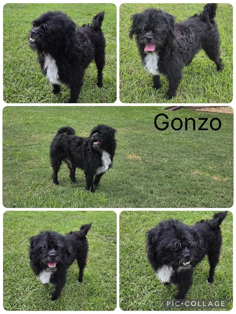 Gonzo