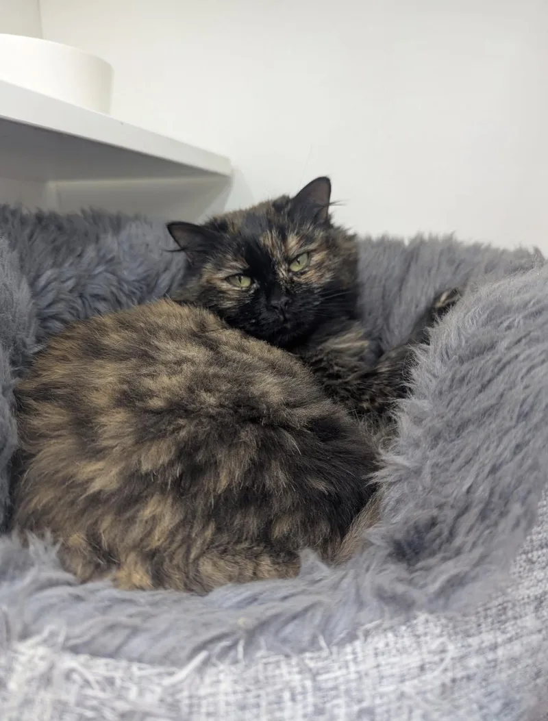 An adult large-sized female Persian cat named Brookie for adoption in Lawrenceville, GA