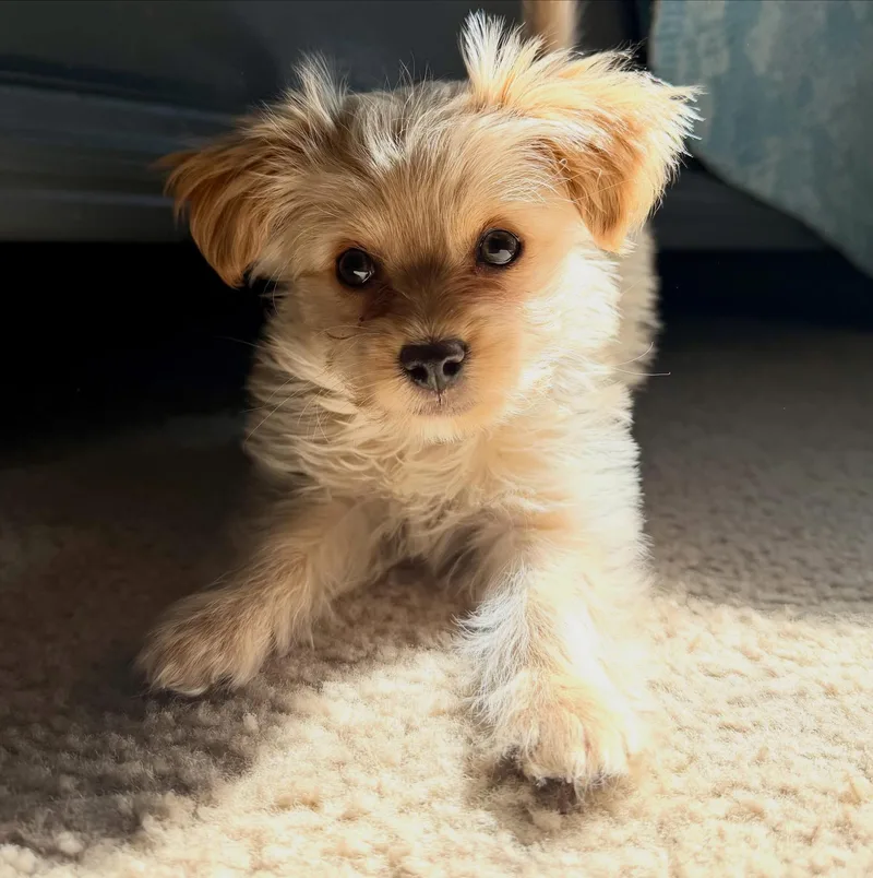 A baby small-sized male Yellow / Tan / Blond / Fawn Yorkie Poo dog named Louie for adoption in Las Vegas, NV