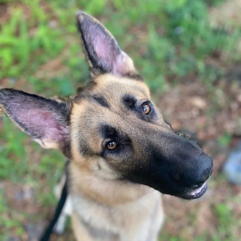 An adult large-sized male Black Mixed Breed dog named Winston for adoption in Jacksonville, FL