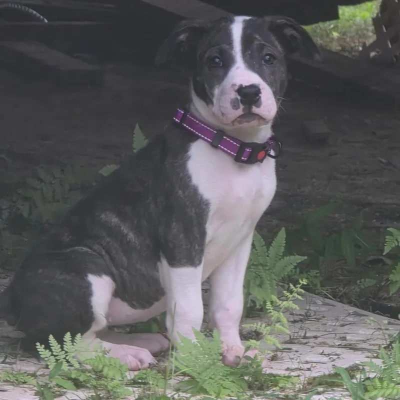 A baby medium-sized female Brindle American Staffordshire Terrier dog named Milkshake for adoption in Colonial Heights, VA