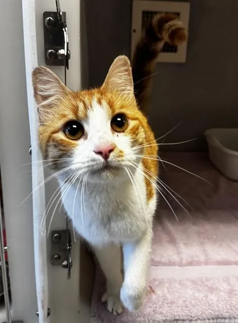 A young medium-sized male Domestic Short Hair cat named Robby Ray for adoption in Statesville, NC