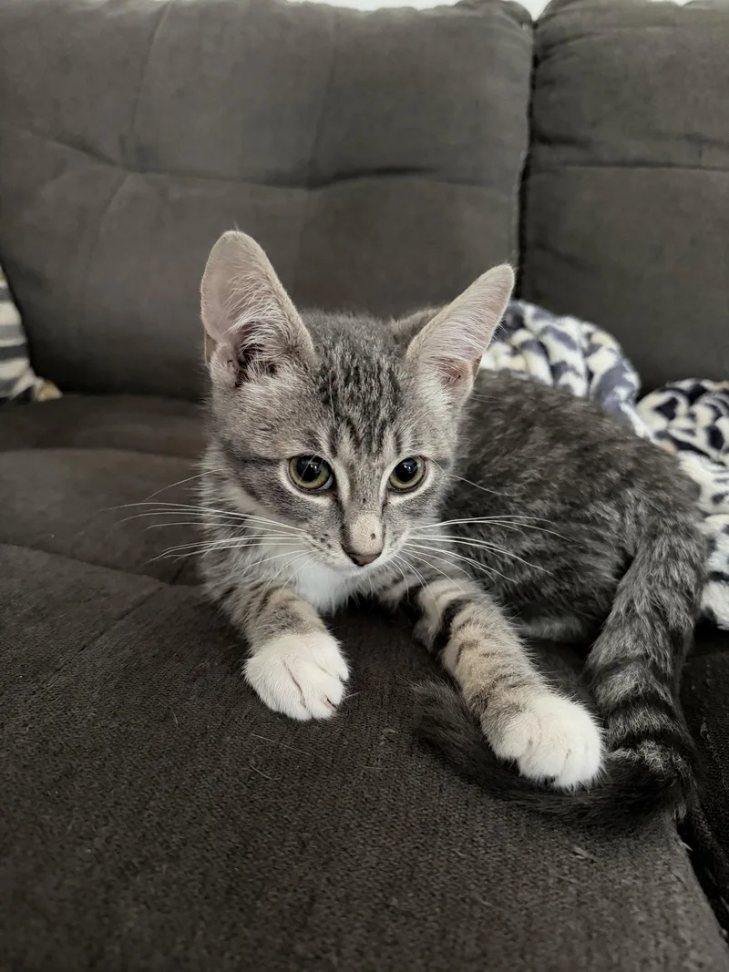 A baby medium-sized male Domestic Short Hair cat named Cosmo for adoption in East Derry, NH