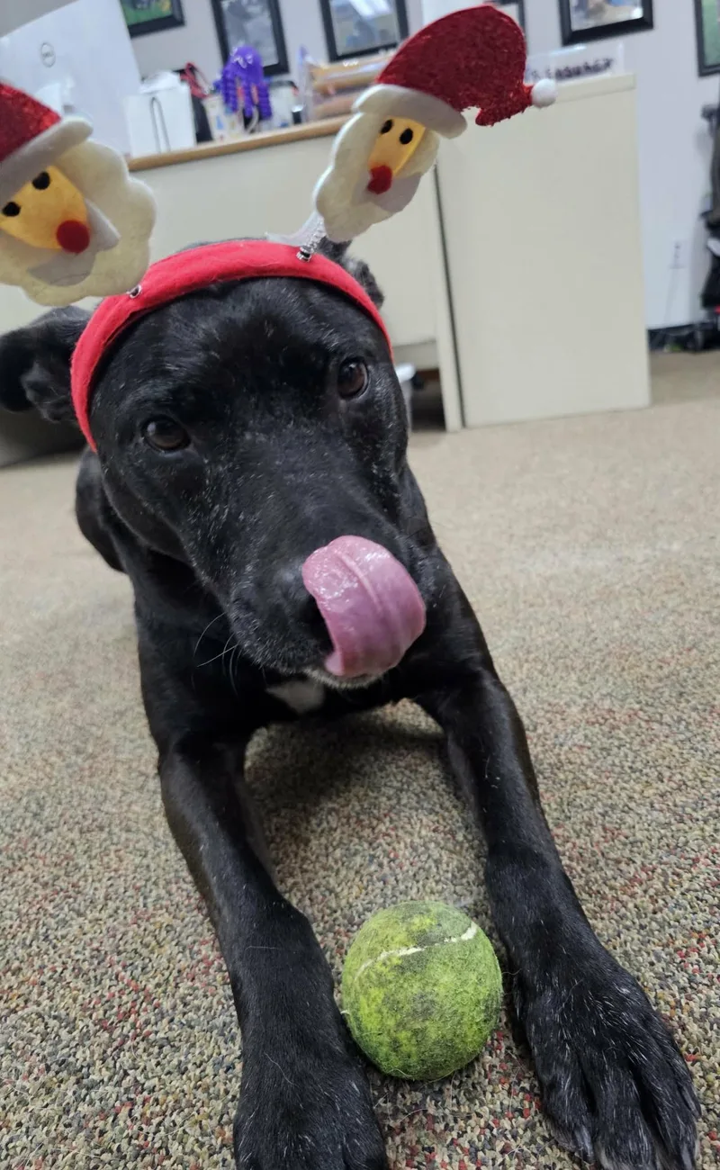 A senior large-sized male American Bully dog named Rex for adoption in Newcastle, WY