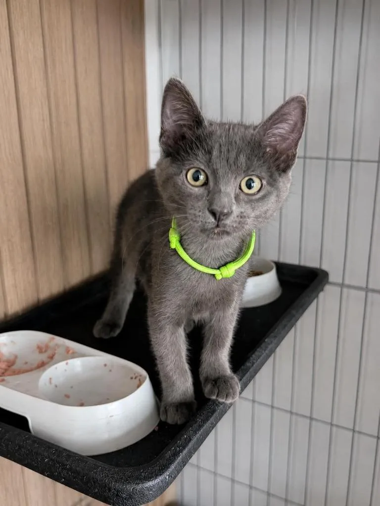 A baby medium-sized male Domestic Short Hair cat named Loki for adoption in Salt Lake City, UT