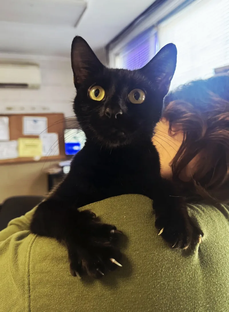 A young medium-sized female Black Domestic Short Hair cat named Betty Biscuits for adoption in Perth Amboy, NJ