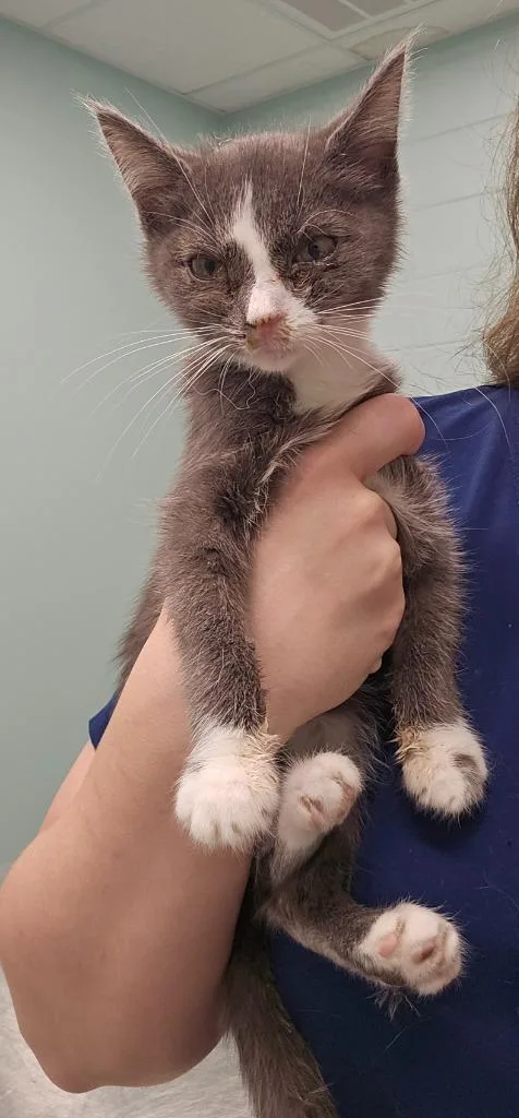 A baby small-sized male Domestic Short Hair cat named Andy for adoption in Athens, TN