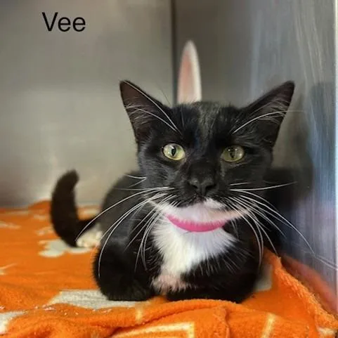 Vee