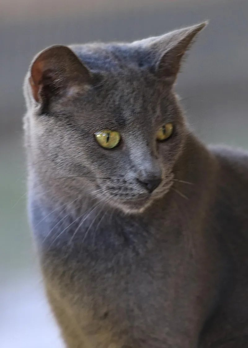 Sterling thumbnail 2