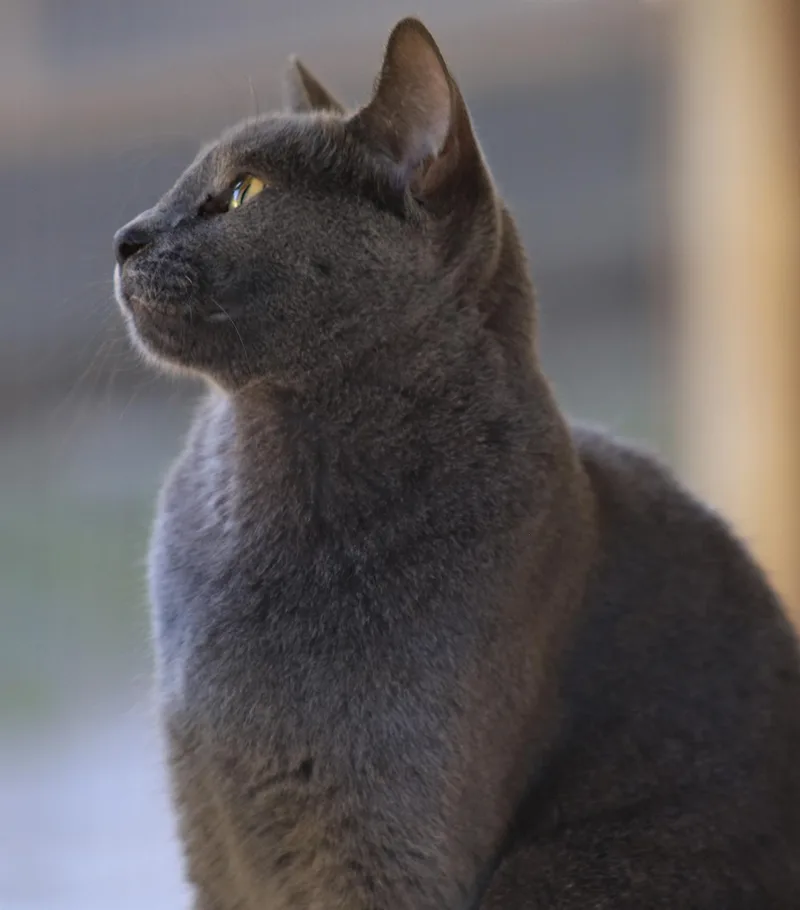 Sterling thumbnail 3