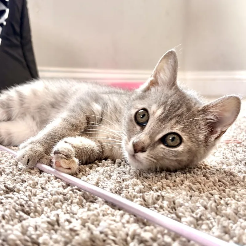 Luna thumbnail 2