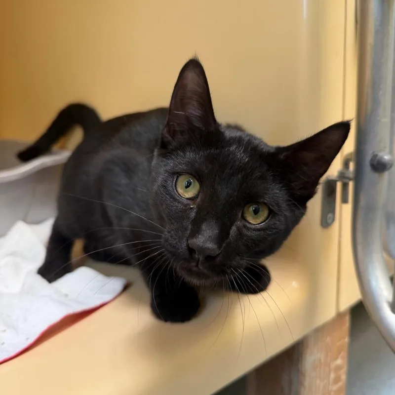 A young medium-sized male Domestic Short Hair cat named Mort for adoption in East Hanover, NJ