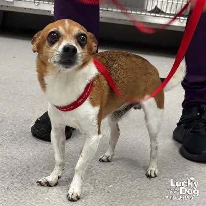An adult small-sized male Chihuahua dog named Turtle for adoption in Washington, DC