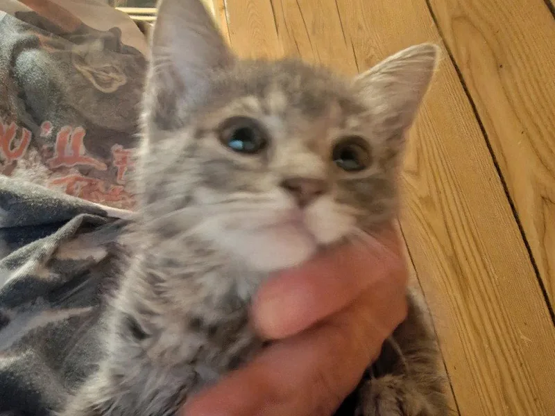 An adult medium-sized female Domestic Short Hair cat named Five star for adoption in Cromwell, KY