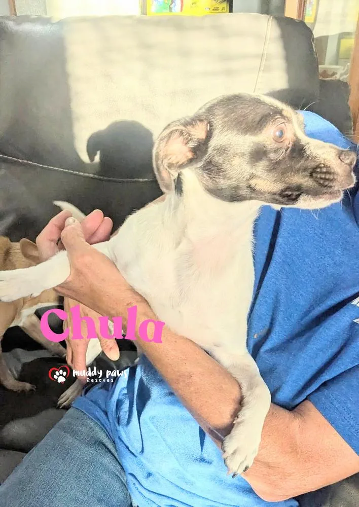 Chula