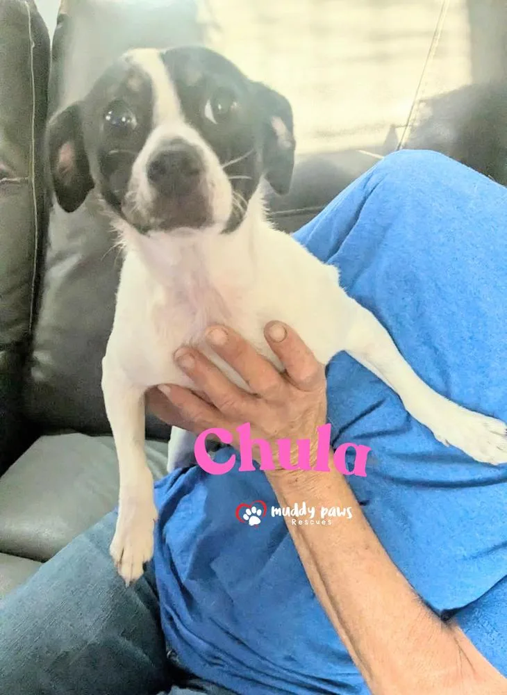 Chula thumbnail 2