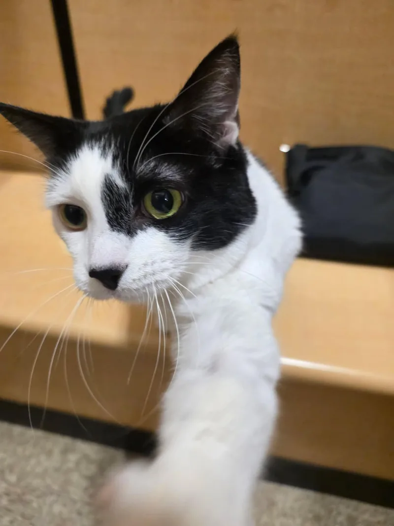 An adult large-sized female Black & White / Tuxedo Domestic Medium Hair cat named Pipette for adoption in Phoenix, AZ