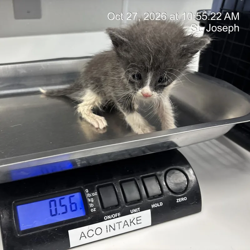 A baby small-sized female Gray / Blue / Silver Domestic Short Hair cat named Trick for adoption in Saint Joseph, MO