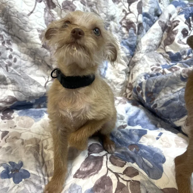 A baby medium-sized female Terrier dog named Edna for adoption in State College, PA