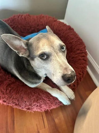 A senior medium-sized male Mixed Breed dog named Kai for adoption in North Miami Beach, FL