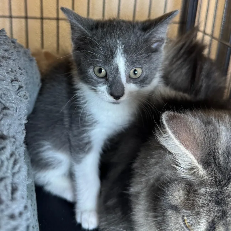 A baby medium-sized female Domestic Short Hair cat named Mellie for adoption in Saginaw, MI