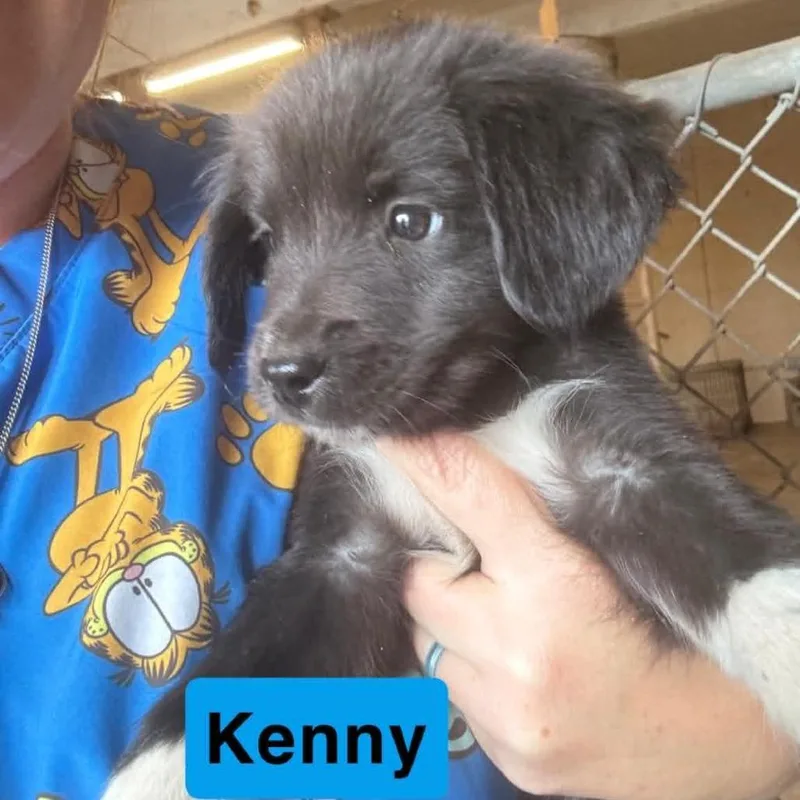 A baby small-sized male Australian Shepherd dog named Kenny for adoption in Pearsall, TX