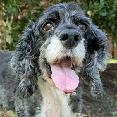 A senior medium-sized female Cocker Spaniel dog named Angel for adoption in Arlington, VA