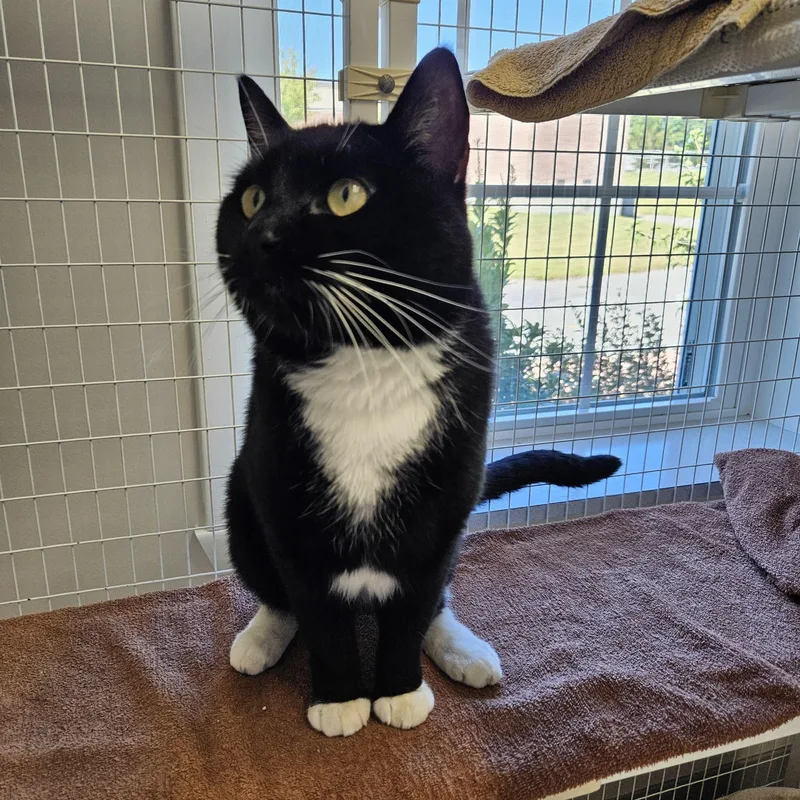 A young medium-sized male Domestic Short Hair cat named Romeo for adoption in Medfield, MA
