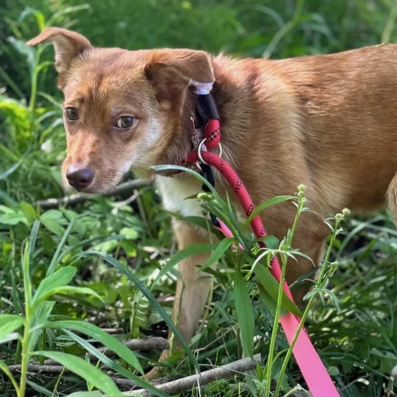 A young medium-sized female Golden Mixed Breed dog named Savanna for adoption in Warren, OH