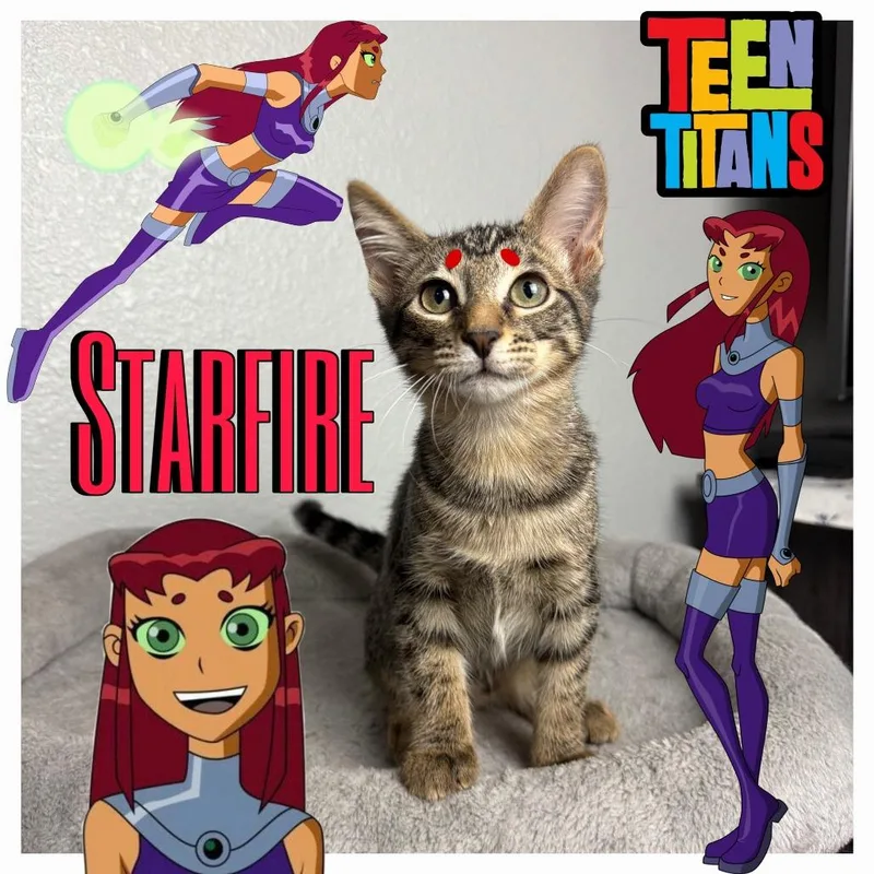 A baby small-sized female Brown / Chocolate Domestic Short Hair cat named Starfire for adoption in League City, TX