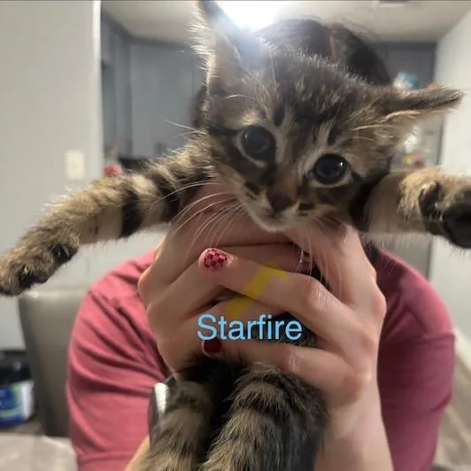 Starfire thumbnail 2