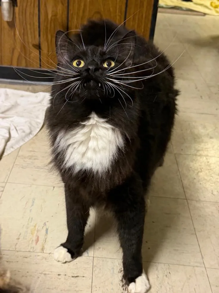 The Walrus thumbnail 3