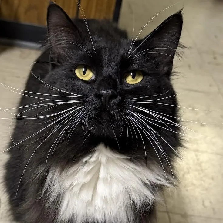 The Walrus thumbnail 4