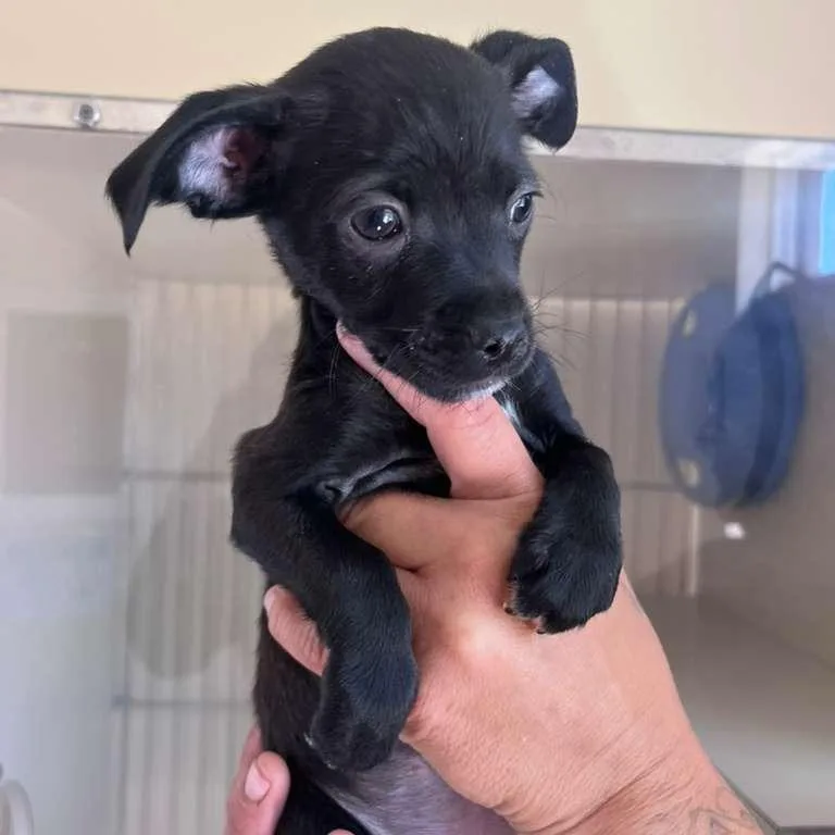 A baby small-sized female Black Chihuahua dog named Willow for adoption in San Pablo, CA