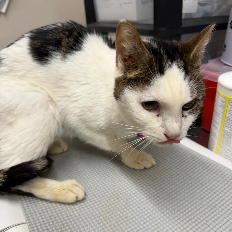 A senior medium-sized female Black Domestic Short Hair cat named Patches for adoption in Morganton, NC