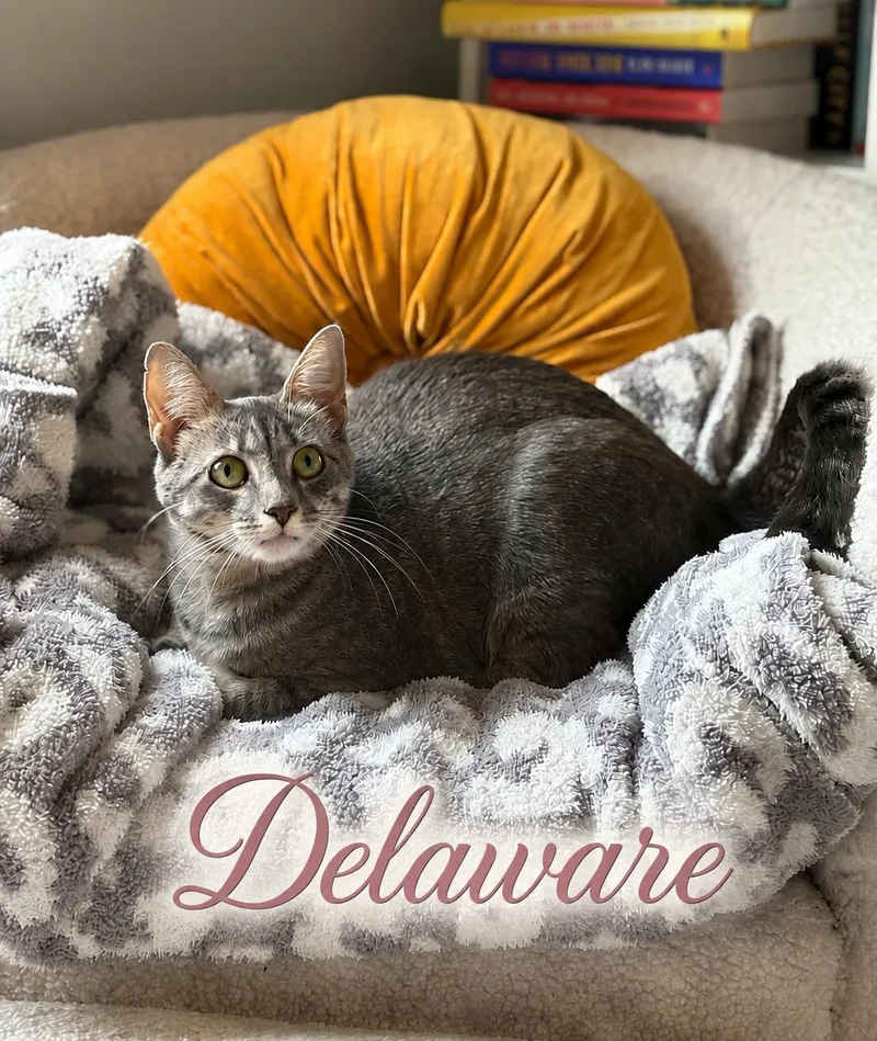 A young medium-sized female Tabby (Gray / Blue / Silver) Tabby cat named Delaware — Sweet  for adoption in Laurel, MD